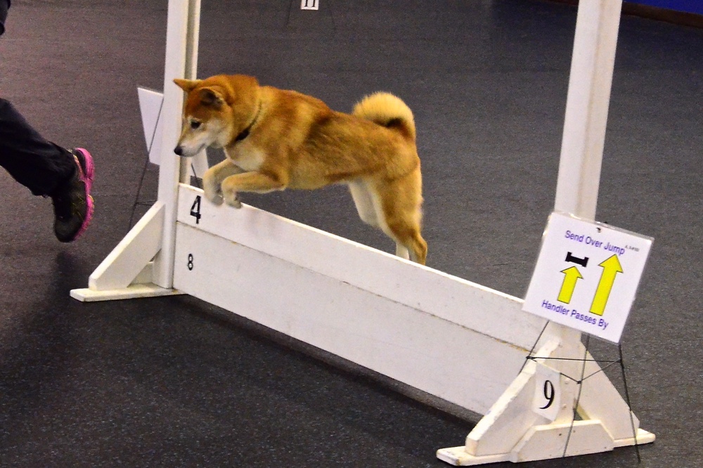 Shiba performing a panel jump during a rally competition