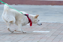 Shiba practicing nose work