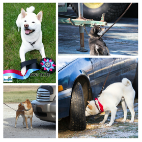 A collage of Shibas doing nose work